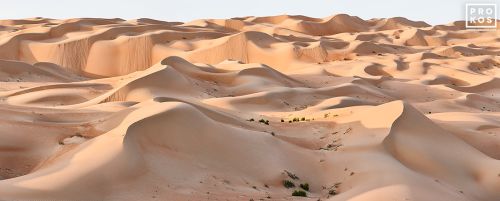 High-definition landscape photography of the dunes of Liwa Desert in Abu Dhabi, United Arab Emirates. High-definition limited edition prints available up to 150 inches.
