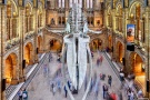 A view of the interior of Hintze Hall in London's Natural History Museum with the colossal suspended skeleton of 'Hope' the blue whale. Captured with a long exposure time of one minute, visitors to the museum are depicted in motion throughout the space. Limited edition fine art prints are available up to 72 inches in width.
