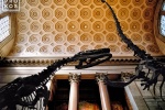 An architectural fine art photo of the American Museum of Natural History interior with it's famous dinosaurs, New York City