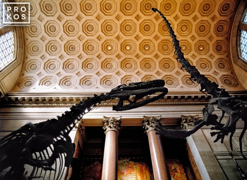An architectural fine art photo of the American Museum of Natural History interior with it's famous dinosaurs, New York City