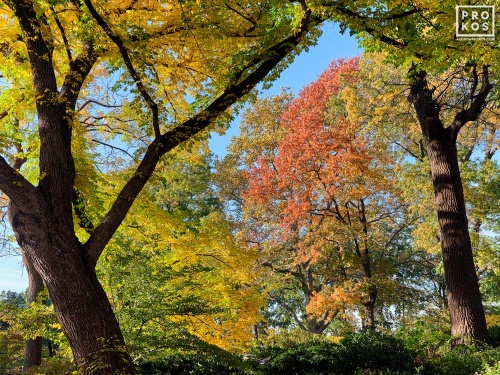 An Autumn landscape of Oak and Elm trees in a range of colorful foliage from green to gold to red. Limited edition fine art prints of this photo are available up to 80 inches in width and framed in contemporary styles. 