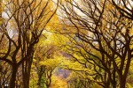 A high-definition fine art photograph of Poet's Walk in Central Park as seen in Autumn, New York City. Limited edition fine art prints of this photo are available in sizes up to 72 inches and framed in wood, metal and acrylic styles. 