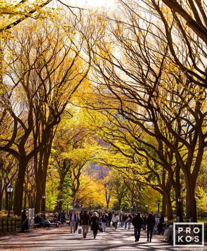 A high-definition fine art photograph of Poet's Walk in Central Park as seen in Autumn, New York City. Limited edition fine art prints of this photo are available in sizes up to 72 inches and framed in wood, metal and acrylic styles. 