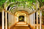A covered path of green vines in the Jardim Botanico of Rio de Janeiro, Brazil. Um caminho coberto de videiras verdes no Jardim Botânico do Rio de Janeiro.