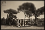 A ruin on the Palatine Hill in the ancient Roman Forum. From the monochrome photo series "Forum Romanum"