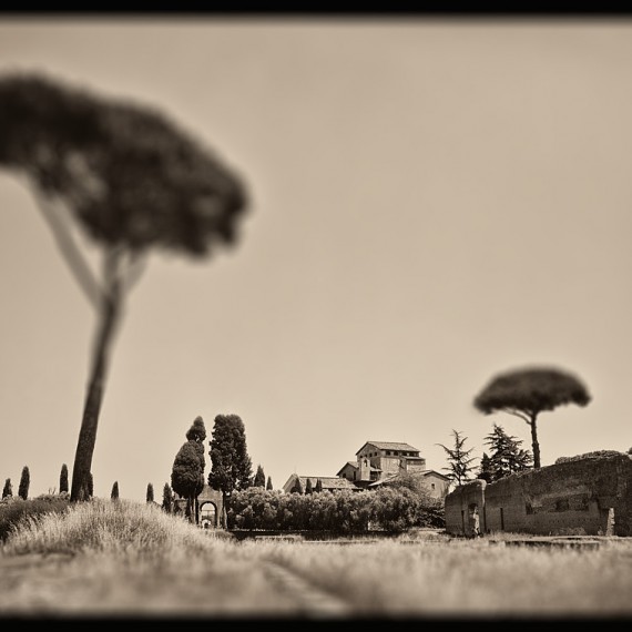 A landscape with tall plane trees from the Palatine Hill in Rome, Italy. From the monochrome photo series "Forum Romanum"
