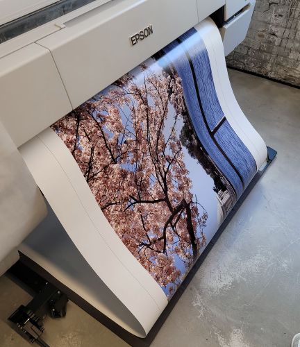 An 85 inch fine art print of Jefferson Memorial and Spring Cherry Blossoms by photographer Andrew Prokos in production for a new client