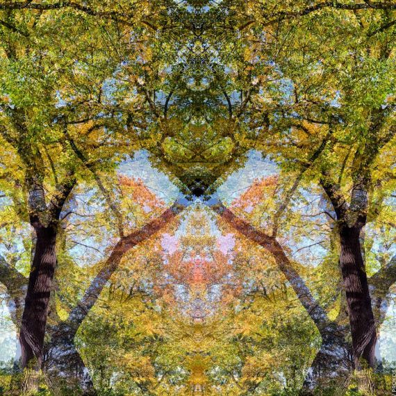 Sylvan Landscapes - Heart's Desire (Elm & Oak) | Fine Art Photography - PROKOS Sylvan Landscapes - Heart's Desire (Elm & Oak)