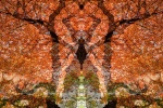 An abstract landscape photograph showing an ancient gnarled oak tree with vivid autumn foliage from the series Sylvan Landscapes by photographer Andrew Prokos