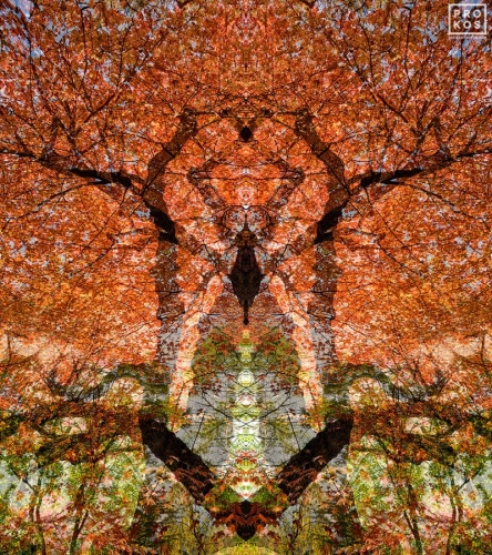 Sylvan Landscapes - Abstract Fine Art Photographs by Andrew Prokos