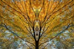 An abstract landscape photograph of a giant Beech tree with radiant branches and autumn foliage in colors of green and gold. From the series Sylvan Landscapes by photographer Andrew Prokos. Limited edition fine art prints of this photo are available framed in various wood, metal, and acrylic styles.