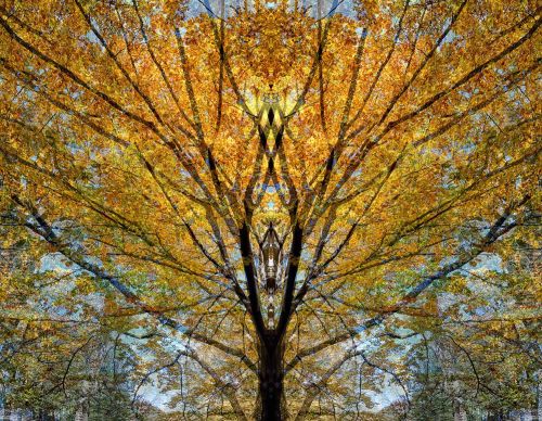 Sylvan Landscapes - Radiant Beech