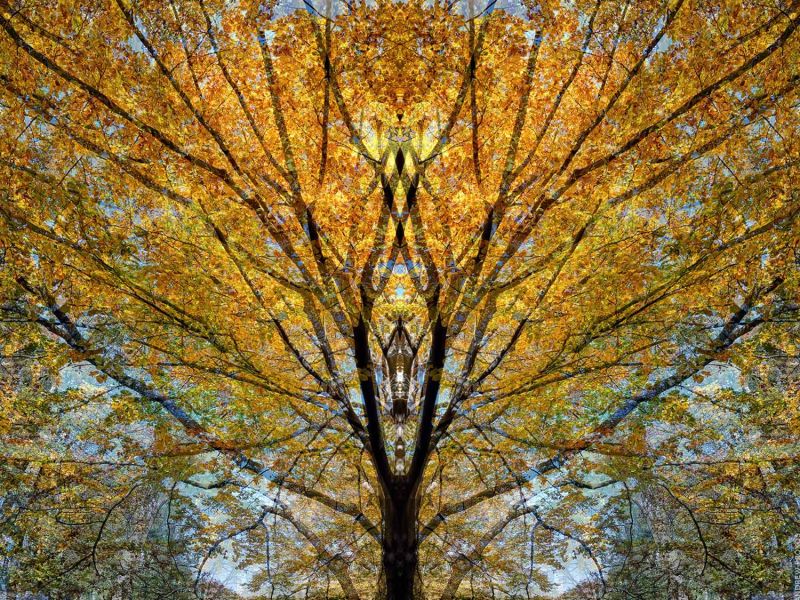 Sylvan Landscapes - Radiant Beech
