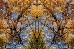 An abstracted landscape showing a canopy of autumn foliage as seen in the early evening. From the fine art photography series Sylvan Landscapes by photographer Andrew Prokos.