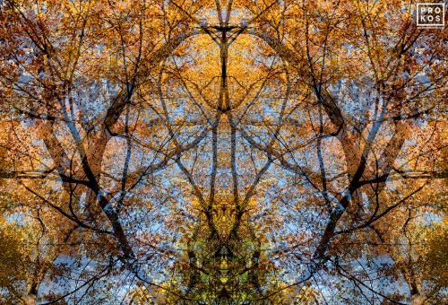 An abstracted landscape showing a canopy of autumn foliage as seen in the early evening. From the fine art photography series Sylvan Landscapes by photographer Andrew Prokos.