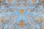 An abstract landscape of slender Aspen trees with golden leaves set against a clear blue sky. From the fine art photo series Sylvan Landscapes by photographer Andrew Prokos.