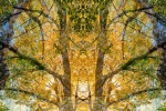 An abstract landscape photograph showing a woodland canopy of Maple, Linden and Oak trees with autumn foliage in colors of green and gold. Limited edition fine art prints of this photo are available framed in various wood, metal, and acrylic styles.