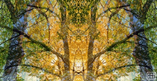 An abstract landscape photograph showing a woodland canopy of Maple, Linden and Oak trees with autumn foliage in colors of green and gold. Limited edition fine art prints of this photo are available framed in various wood, metal, and acrylic styles.