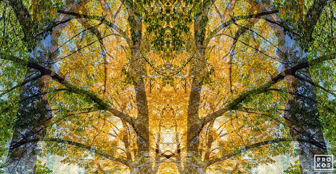 autumn tree landscape photography