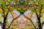 An abstract landscape photograph showing a woodland canopy of Elm and Oak trees with foliage in autumn colors of green, gold, and red. From Andrew Prokos's award-winning series 'Sylvan Landscapes'. Limited edition fine art prints of this photo are available framed in contemporary styles