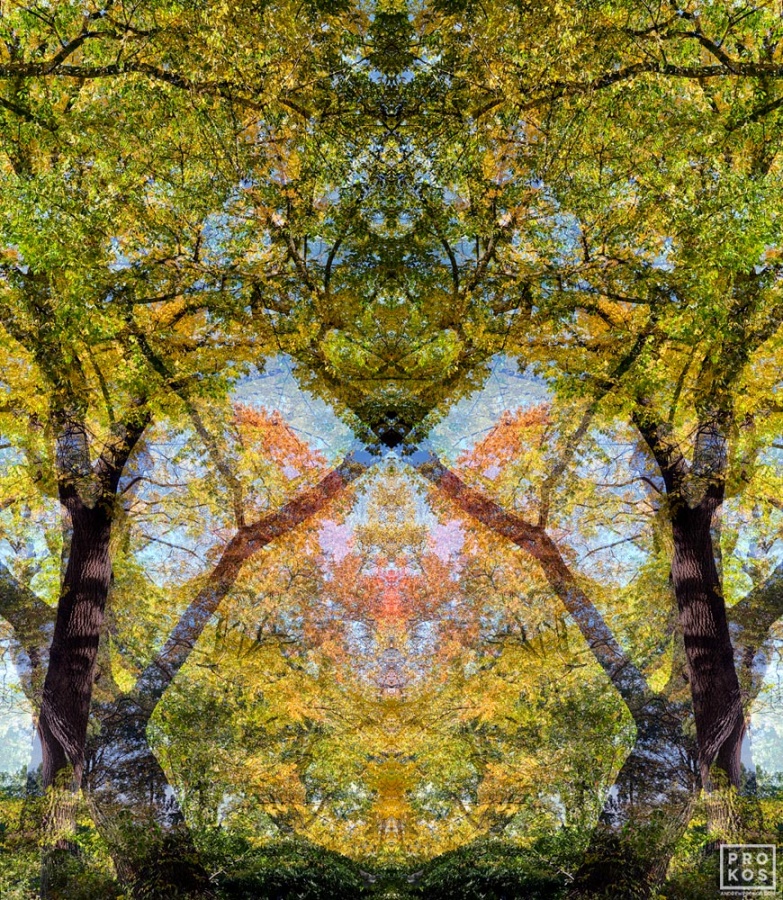 Sylvan Landscape 2 Framed Photograph by Andrew Prokos