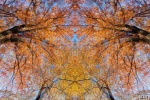 An abstracted landscape of a canopy of American Elm trees with vivid autumn foliage in tones of gold, from Andrew's series 'Sylvan Landscapes'. Limited edition fine art prints of this photo are available framed in contemporary styles.