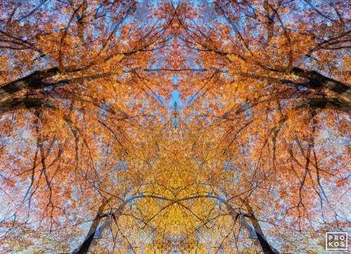 Sylvan Landscapes - Abstract Fine Art Photographs by Andrew Prokos