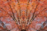 An abstracted landscape of a giant oak tree with vivid red, orange and gold autumn leaves from the series 'Sylvan Landscapes' by photographer Andrew Prokos. Limited edition fine art prints of this photo are available framed in various wood, metal, and acrylic styles.