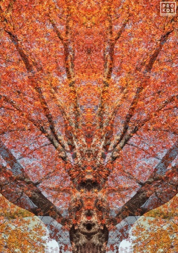 An abstracted landscape of a giant oak tree with vivid red, orange and gold autumn leaves from the series 'Sylvan Landscapes' by photographer Andrew Prokos. Limited edition fine art prints of this photo are available framed in various wood, metal, and acrylic styles.
