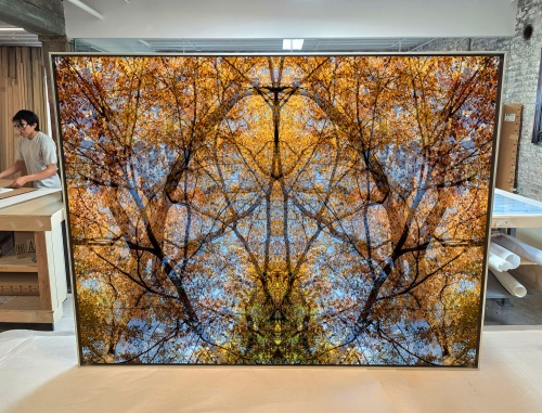 Photographer Andrew Prokos with a 37x50 inch limited edition photo of Eventide Canopy from his series Sylvan Landscapes. The photo is framed in brushed aluminum and uses museum anti-reflective acrylic.