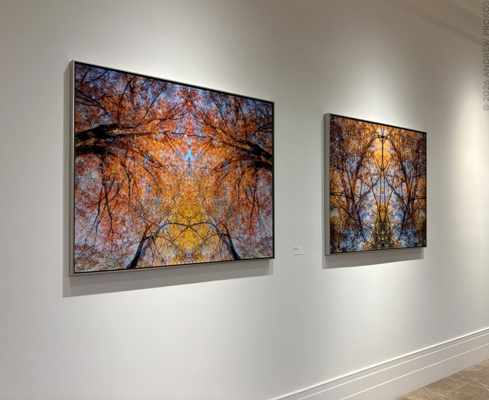 Two 37x50 inch framed photographs from the series Sylvan Landscapes by photographer Andrew Prokos on display in a corporate art collection in Manhattan, NYC